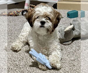 Medium Shih Tzu Mix