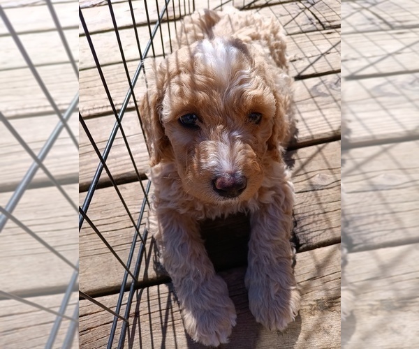 Medium Photo #2 Goldendoodle Puppy For Sale in MONTELLO, WI, USA