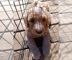 Small #1 Goldendoodle