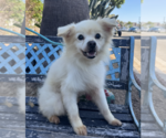 Small #3 Pomeranian Mix
