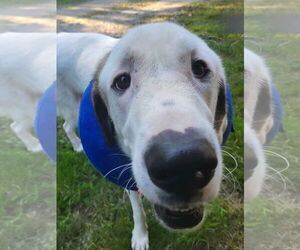 Great Pyrenees-Unknown Mix Dogs for adoption in NEWPORT NH, NH, USA