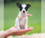 Small #5 Chihuahua