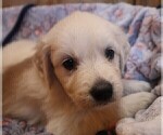 Puppy Ivory English Cream Golden Retriever