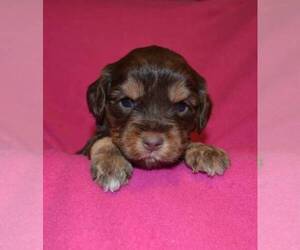 French Bulldog Puppy for sale in ASHLAND CITY, TN, USA