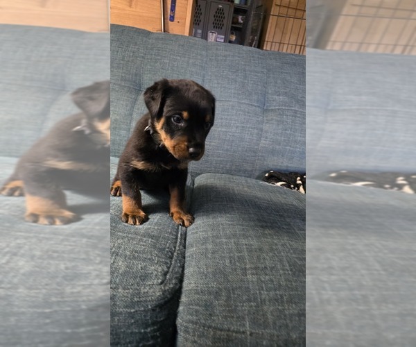 Medium Photo #19 Rottweiler Puppy For Sale in BRADFORD, NY, USA