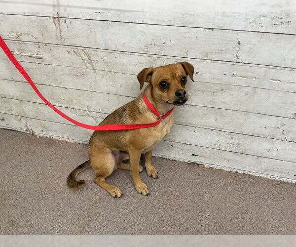 Medium Photo #1 Chihuahua Puppy For Sale in San Bernardino, CA, USA