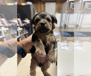 Yorkshire Terrier Puppy for Sale in WHITE OAK, Georgia USA