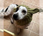 Small #3 Basset Hound Mix