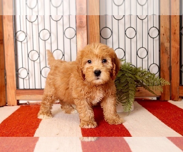 Medium Photo #4 Goldendoodle Puppy For Sale in NAPLES, FL, USA