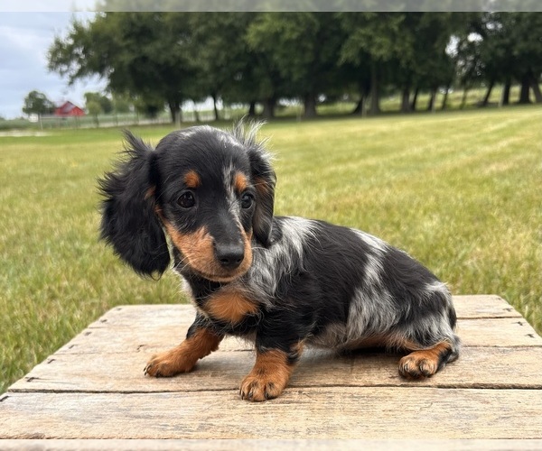 Medium Photo #1 Dachshund Puppy For Sale in MIDDLEBURY, IN, USA