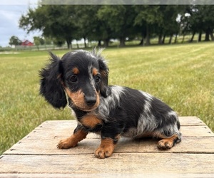 Dachshund Puppy for sale in MIDDLEBURY, IN, USA