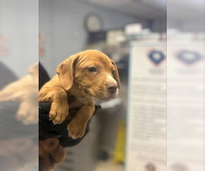 Mutt Dogs for adoption in Stockton, CA, USA