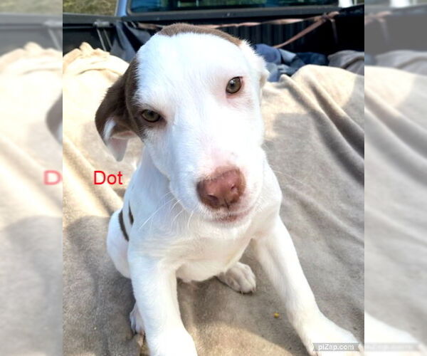 Medium Photo #6 Mutt Puppy For Sale in White Bluff, TN, USA