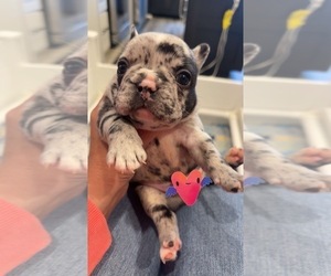 French Bulldog Puppy for Sale in FAIRMONT, North Carolina USA