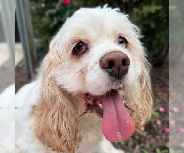 Medium Photo #8 Cocker Spaniel Puppy For Sale in Arlington, VA, USA