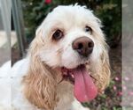 Small #7 Cocker Spaniel