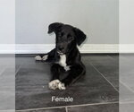 Small German Shepherd Dog