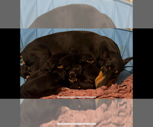 Mother of the Doberman Pinscher puppies born on 03/12/2024