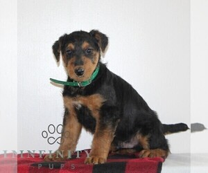 Airedale Terrier Puppy for sale in HOLTWOOD, PA, USA
