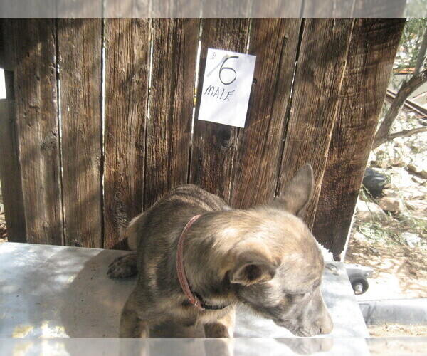 Medium Photo #3 Dutch Shepherd Dog Puppy For Sale in TUCSON, AZ, USA