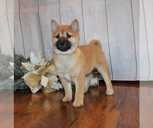 Shiba Inu Puppy for sale in CANTON, SD, USA