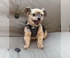 Mutt Dogs for adoption in Mundelein, IL, USA