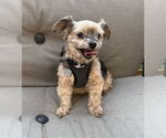 Small Mutt