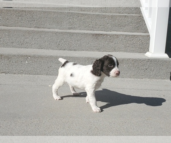 Medium Photo #7 English Springer Spaniel Puppy For Sale in DILLSBURG, PA, USA