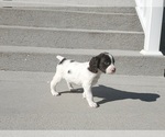 Small Photo #7 English Springer Spaniel Puppy For Sale in DILLSBURG, PA, USA