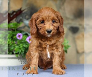 Cavapoo Puppy for sale in EAST EARL, PA, USA