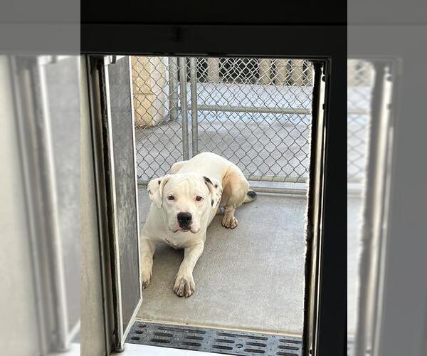 Medium Photo #1 American Pit Bull Terrier Puppy For Sale in Pearland, TX, USA