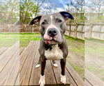Small #12 American Pit Bull Terrier