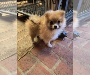 Pomeranian Puppy for sale in MARLTON, NJ, USA