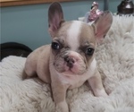 Small Photo #2 French Bulldog Puppy For Sale in WHEATFIELD, IN, USA