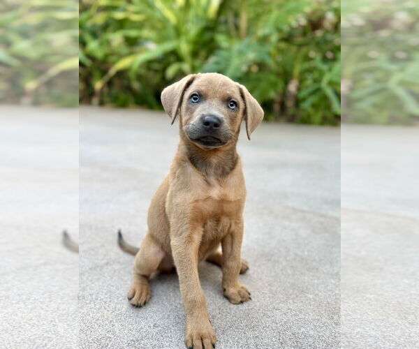 Medium Photo #4 Golden Labrador Puppy For Sale in Royal Palm Beach, FL, USA
