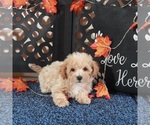 Small #3 Bichpoo