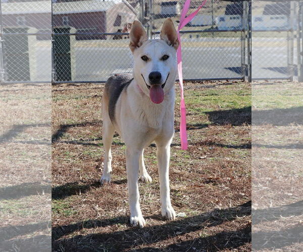 Medium Photo #1 Gerberian Shepsky Puppy For Sale in Union, WV, USA