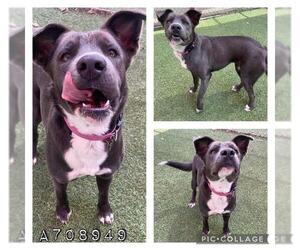 American Staffordshire Terrier-Labrador Retriever Mix Dogs for adoption in San Antonio, TX, USA