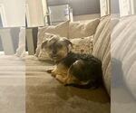 Small #4 Mutt