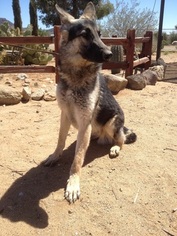 German Shepherd Dog Puppy for sale in GOLDEN VALLEY, AZ, USA
