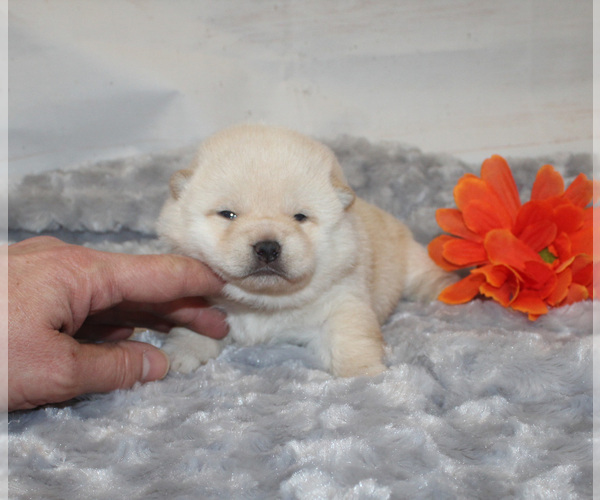 Full screen Photo #4 Shiba Inu Puppy For Sale in CANTON, SD, USA