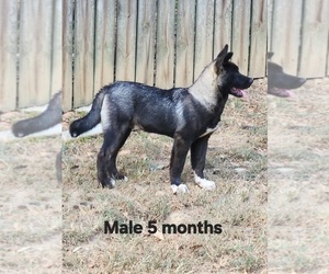 Akita Puppy for sale in MEM, TN, USA