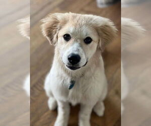 Great Pyrenees-Unknown Mix Dogs for adoption in Plymouth, MN, USA