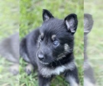 Small Photo #7 German Shepherd Dog Puppy For Sale in PLANTATION, FL, USA