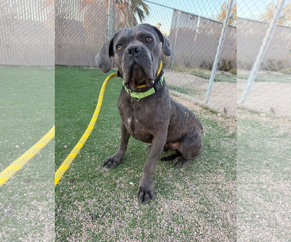 Medium Photo #2 Mutt Puppy For Sale in Goodyear, AZ, USA