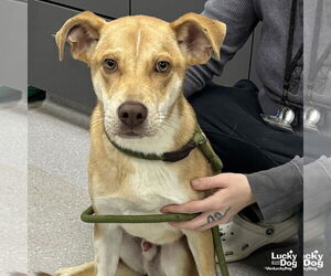 Retriever -Unknown Mix Dogs for adoption in Washington, DC, USA