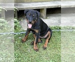 Puppy Puppy 1 Rottweiler