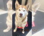 Small #1 Siberian Husky