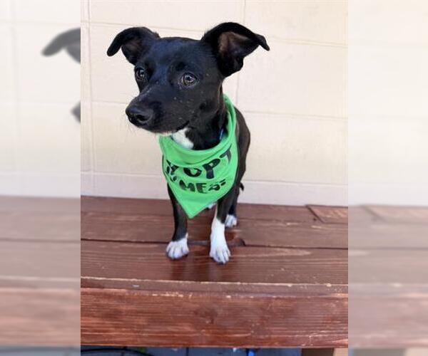 Medium Photo #3 Mutt Puppy For Sale in San Martin, CA, USA