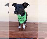 Small Photo #3 Mutt Puppy For Sale in San Martin, CA, USA